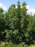 Fraxinus excelsior. Плодоносящее растение. Краснодарский край, Новороссийск, мыс Шесхарис, прибрежный склон Маркотхского хребта, выс. ок. 530 м н.у.м. 21.07.2013.