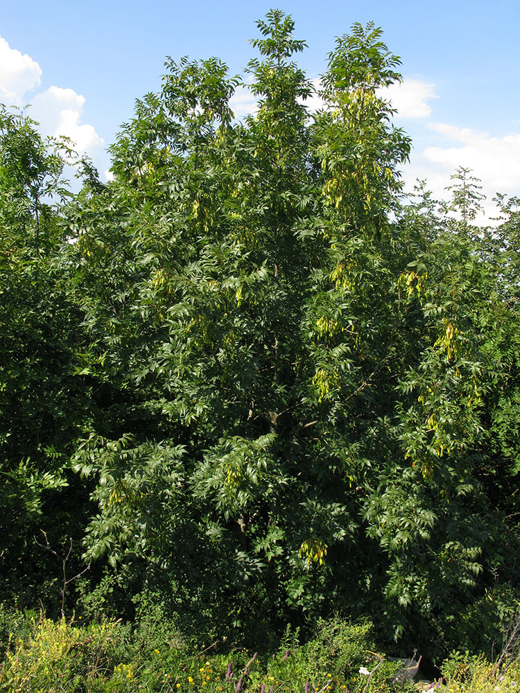 Image of Fraxinus excelsior specimen.