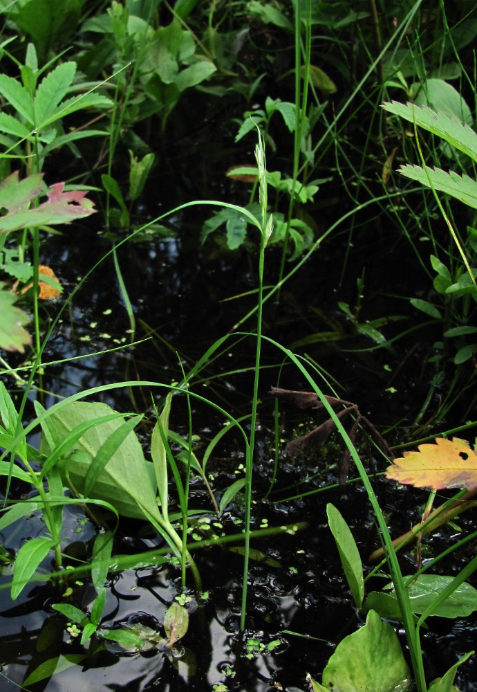 Image of genus Carex specimen.