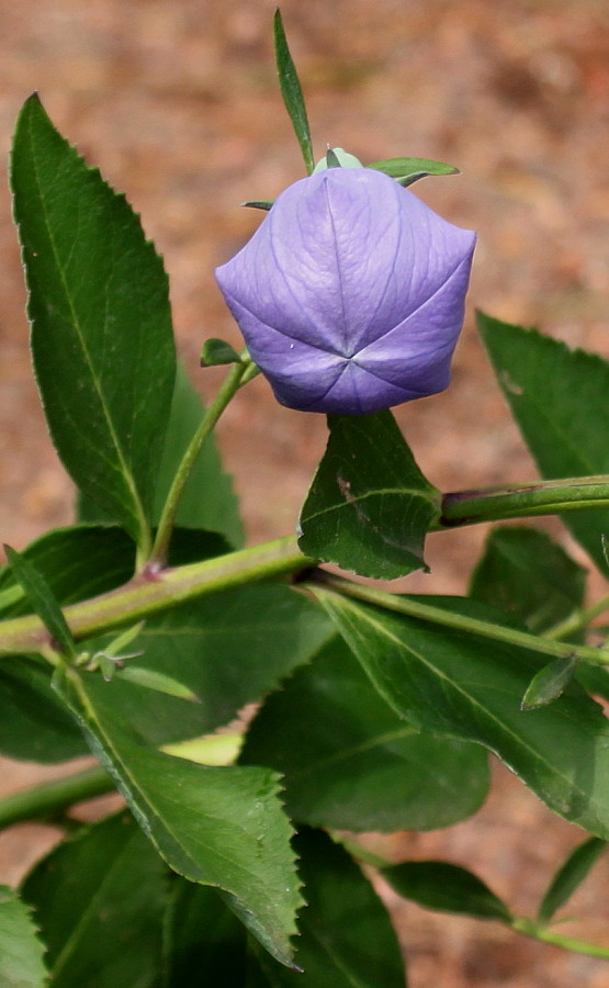 Image of Platycodon grandiflorus specimen.