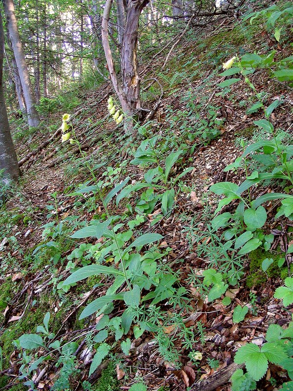 Image of Digitalis grandiflora specimen.