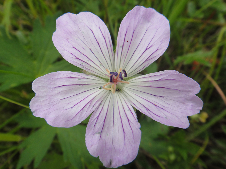 Изображение особи Geranium wlassovianum.