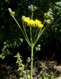 Sonchus arvensis