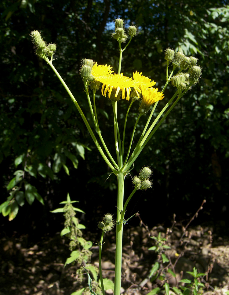 Изображение особи Sonchus arvensis.