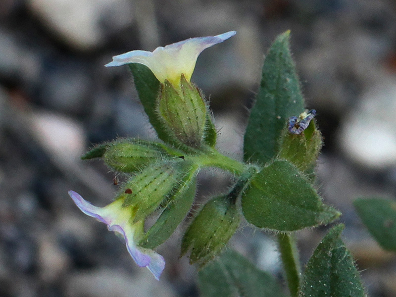 Image of Nonea versicolor specimen.