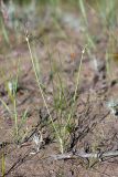 Allium margaritae. Зацветающее растение. Южный Казахстан, восточная граница пустыни Кызылкум. 07.05.2013.