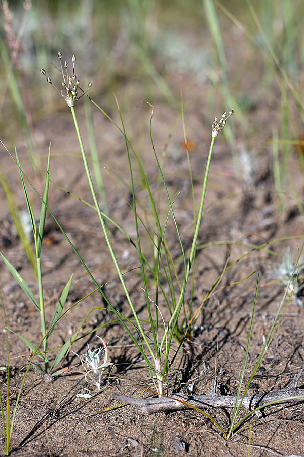 Image of Allium margaritae specimen.