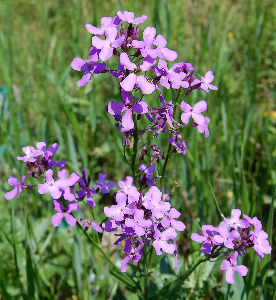 Image of Hesperis matronalis specimen.