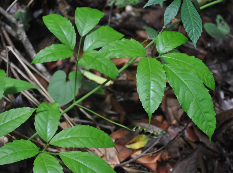 Image of Tetrastigma leucostaphylum specimen.