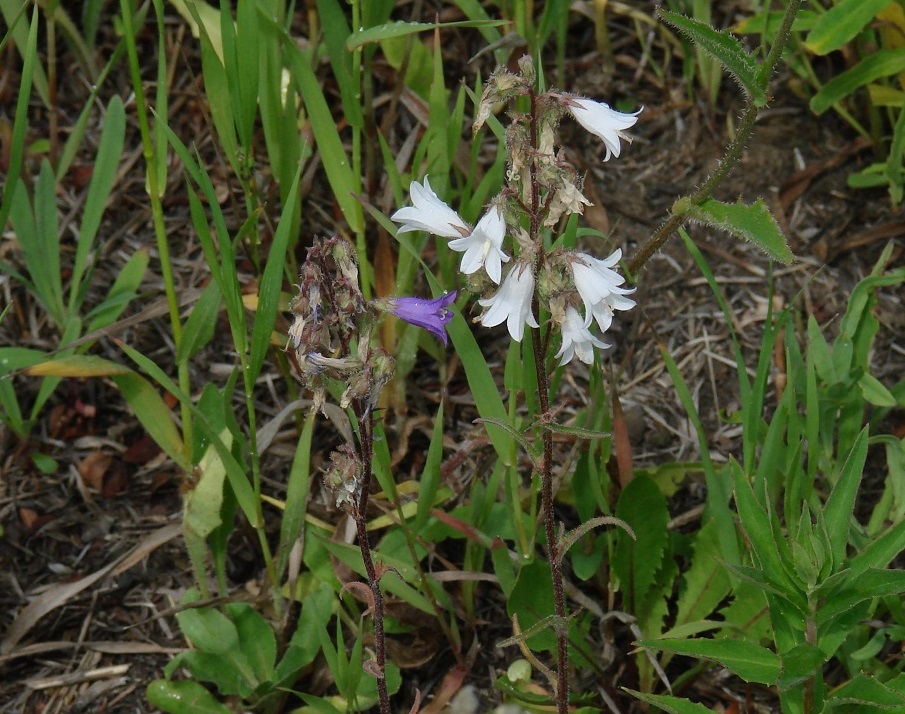 Image of Campanula sibirica specimen.