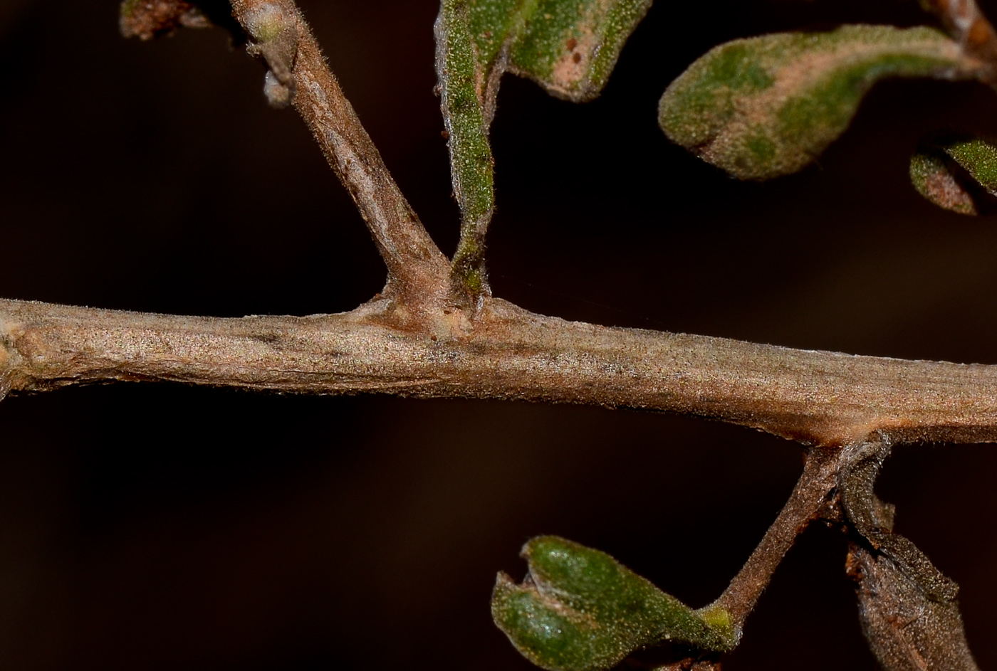 Image of Chiliadenus iphionoides specimen.