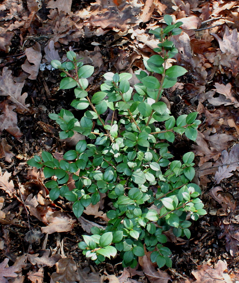 Image of Myrceugenella apiculata specimen.