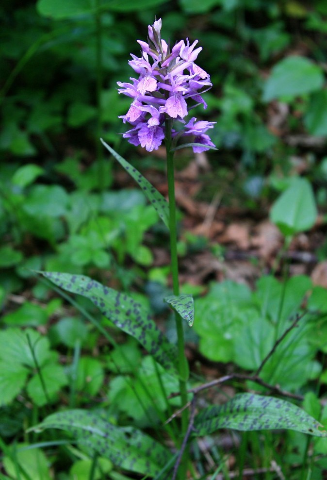 Image of Dactylorhiza urvilleana specimen.