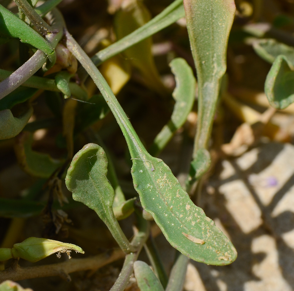 Image of Cakile maritima specimen.