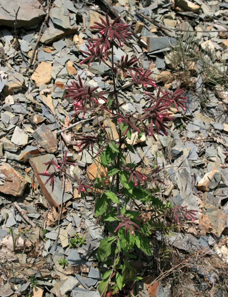 Image of Saponaria glutinosa specimen.