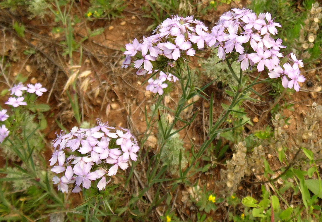 Изображение особи Dianthus pseudarmeria.