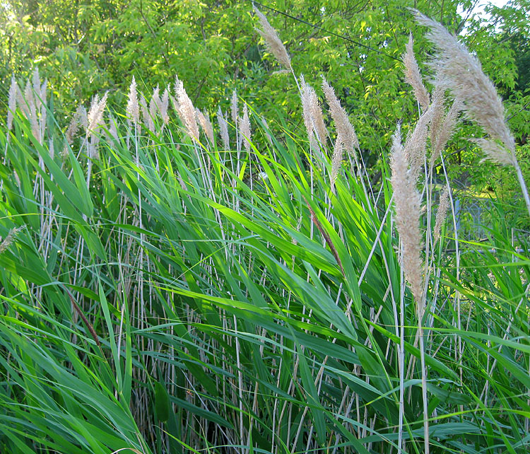 Изображение особи Phragmites australis.