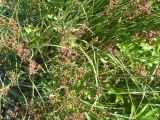 Juncus compressus