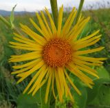 Inula helenium