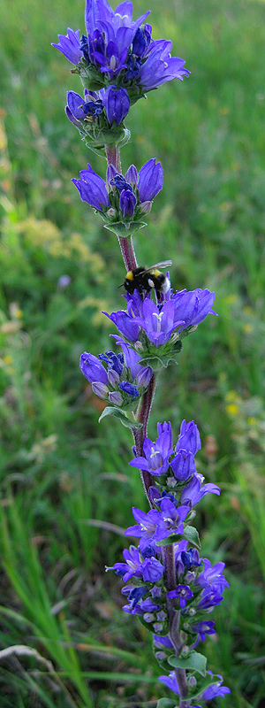 Image of Campanula krylovii specimen.