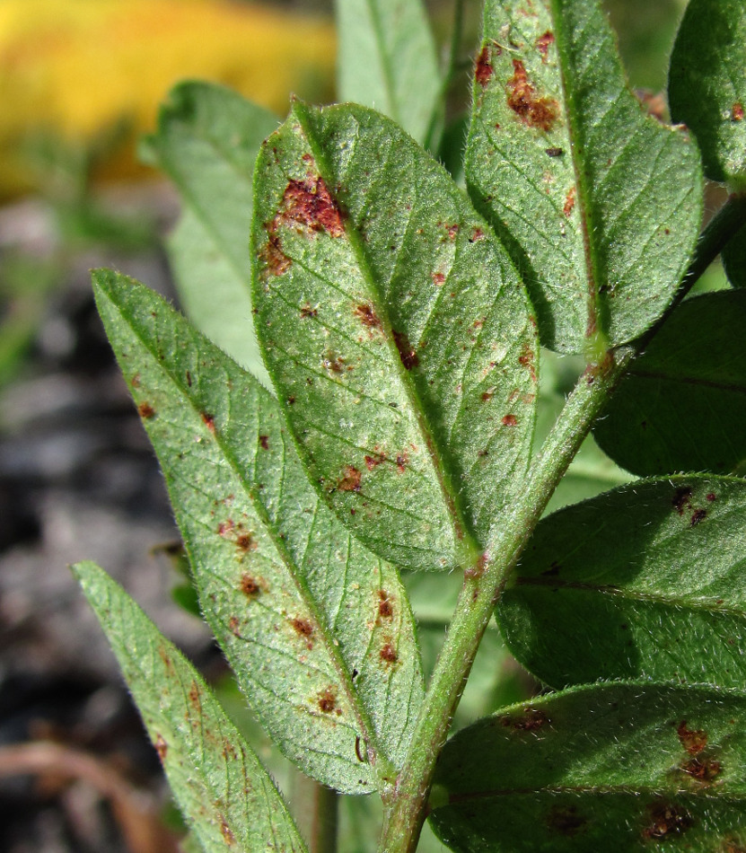 Image of Vicia sepium specimen.