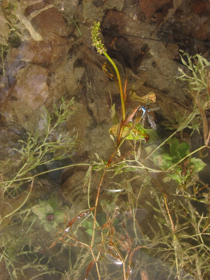 Image of Potamogeton biformis specimen.