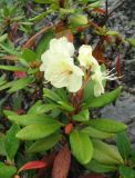 Rhododendron aureum