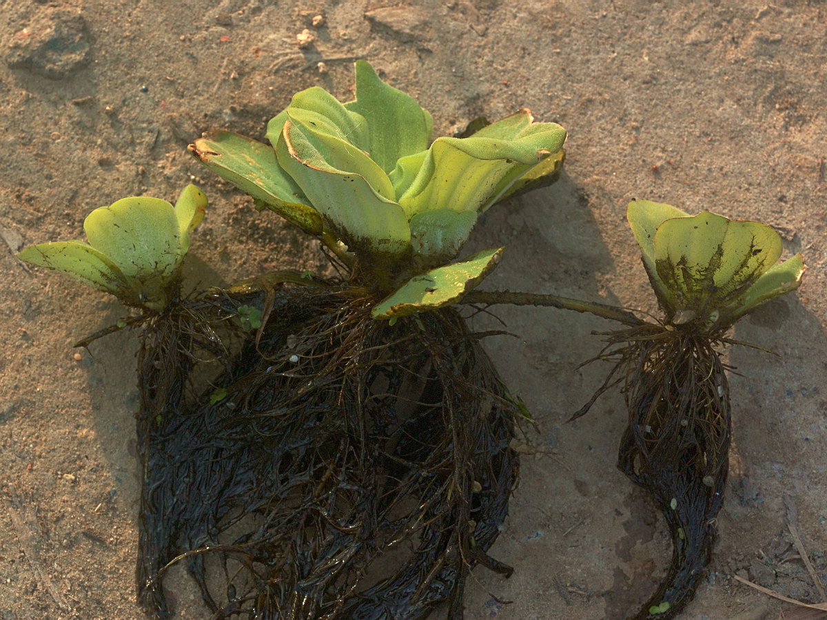 Image of Pistia stratiotes specimen.