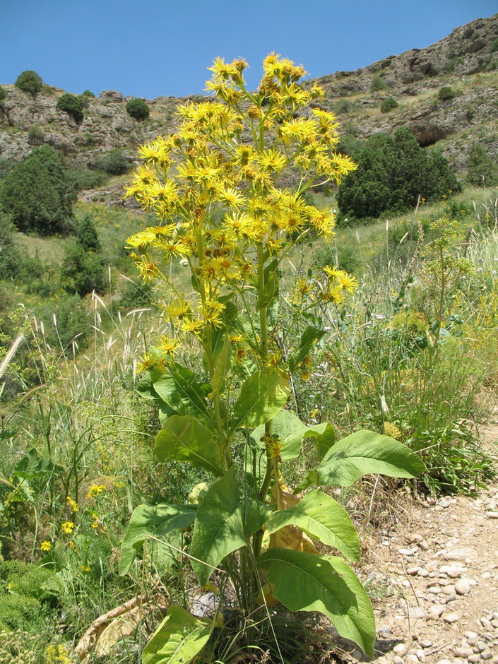 Image of Inula macrophylla specimen.