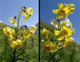 Lilium kesselringianum