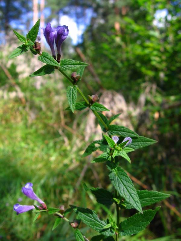 Image of Scutellaria galericulata specimen.