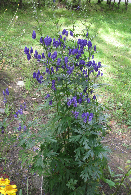 Изображение особи Aconitum &times; stoerkianum.