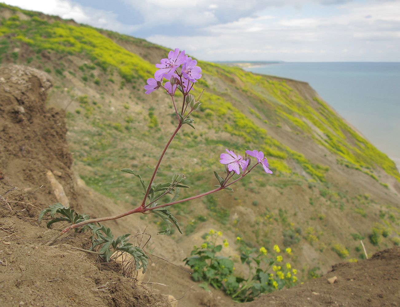 Image of Geranium tuberosum specimen.