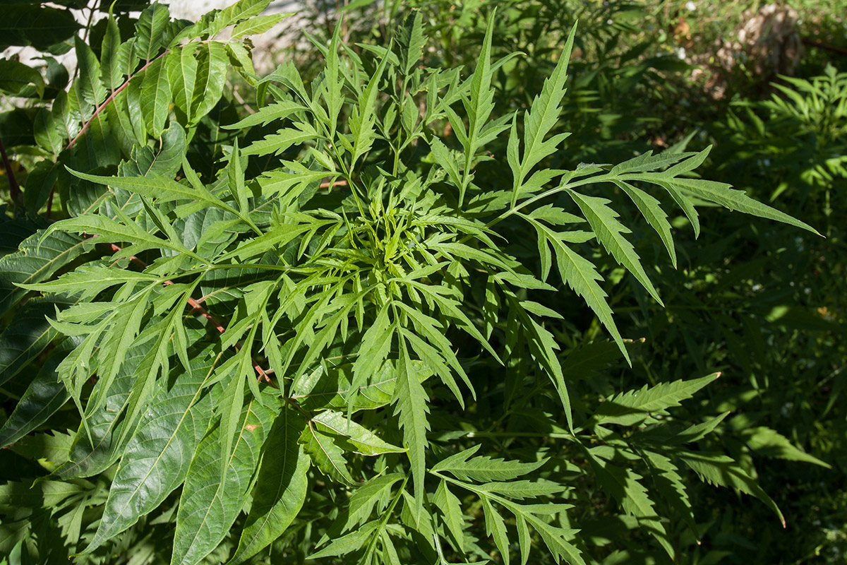 Image of Bidens bipinnata specimen.