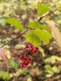 Euonymus latifolius. Часть побега с соплодиями со вскрывшимися плодами и листьями в осенней окраске. Черногория, нац. парк Дурмитор, западная часть тропы вокруг Чёрного озера, среди букового леса на каменистом склоне. 15.10.2014.