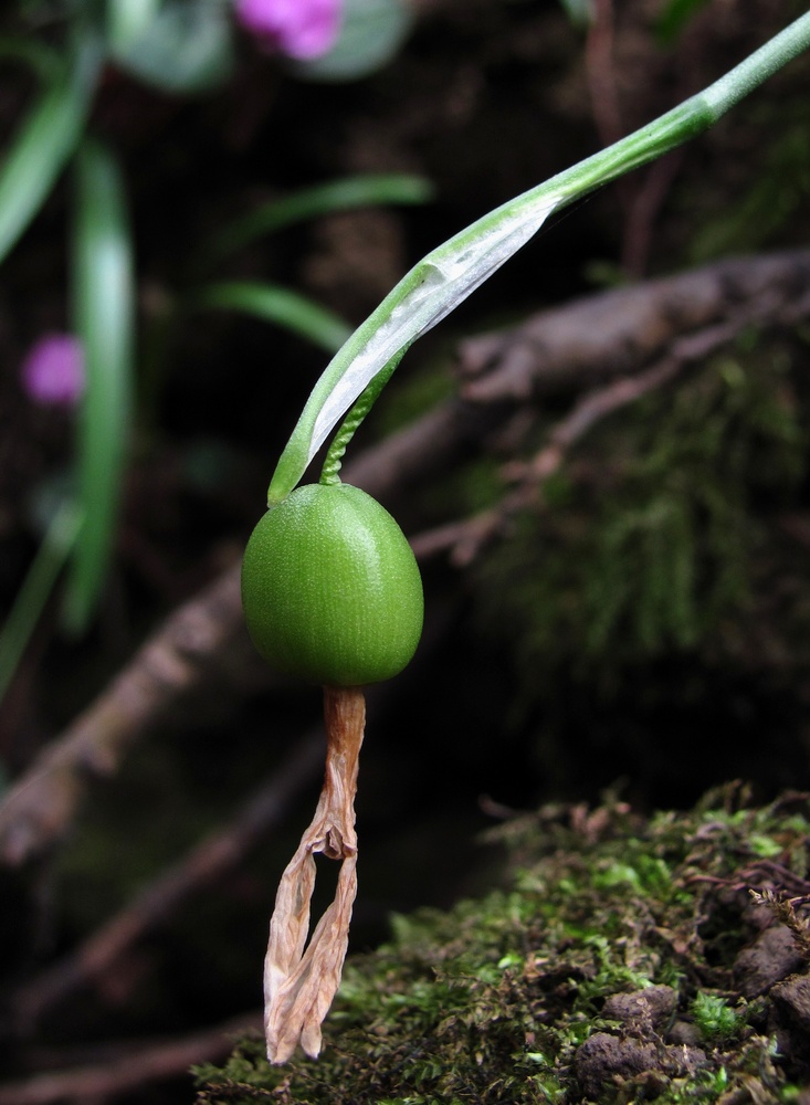 Image of Galanthus woronowii specimen.