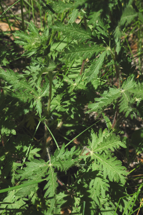 Image of Potentilla pedata specimen.