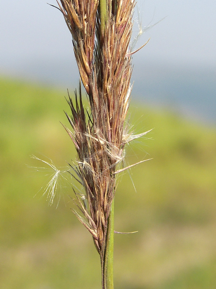 Image of Calamagrostis epigeios specimen.