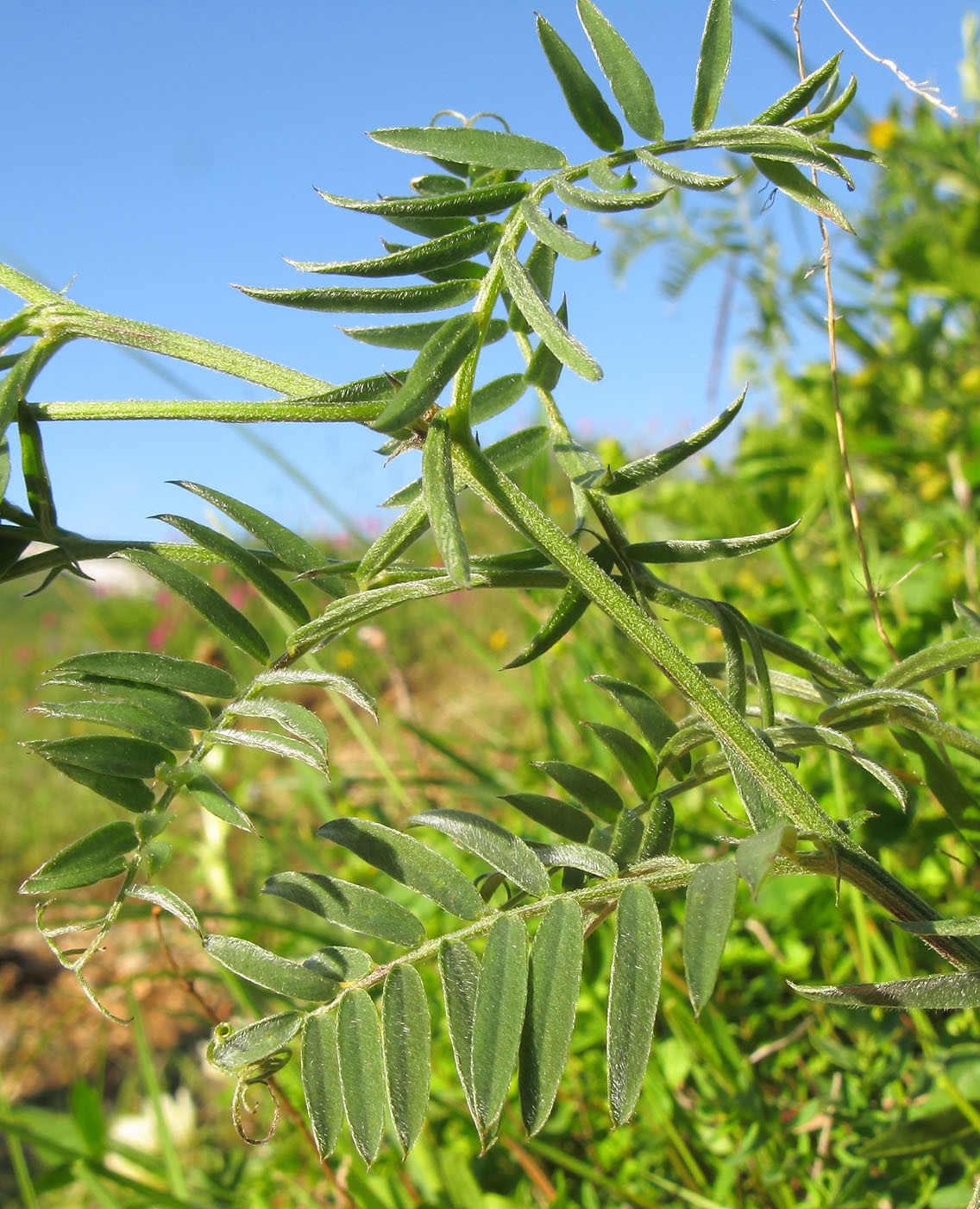 Image of Vicia grossheimii specimen.