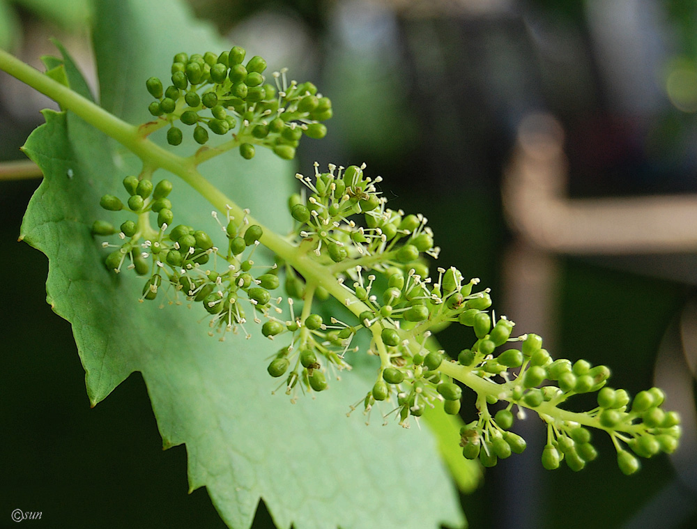 Image of Vitis vinifera specimen.