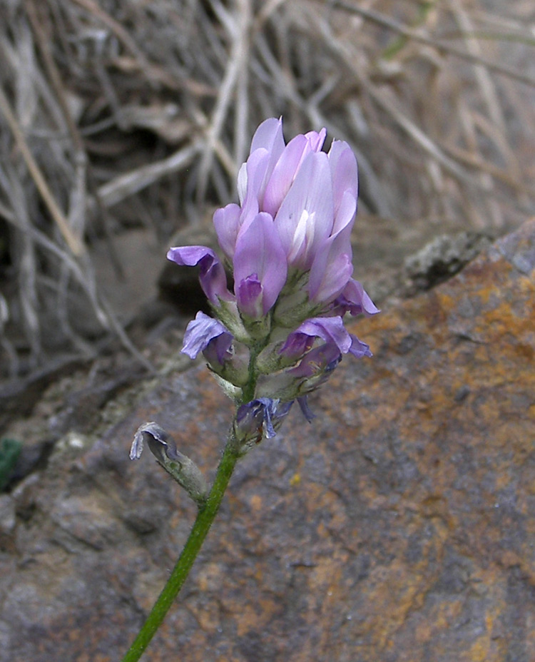 Image of Astragalus captiosus specimen.