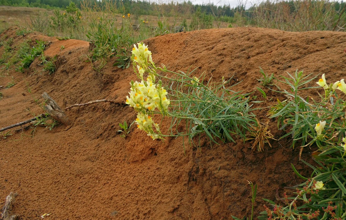 Image of Linaria vulgaris specimen.