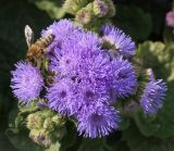 Ageratum houstonianum