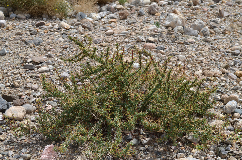 Image of Berberis kaschgarica specimen.