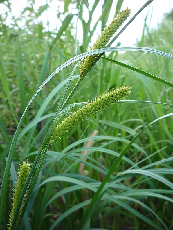 Image of Carex rostrata specimen.