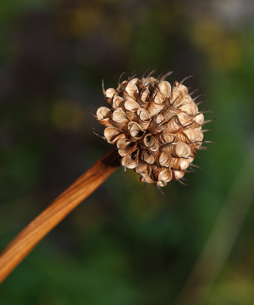 Image of Trollius asiaticus specimen.