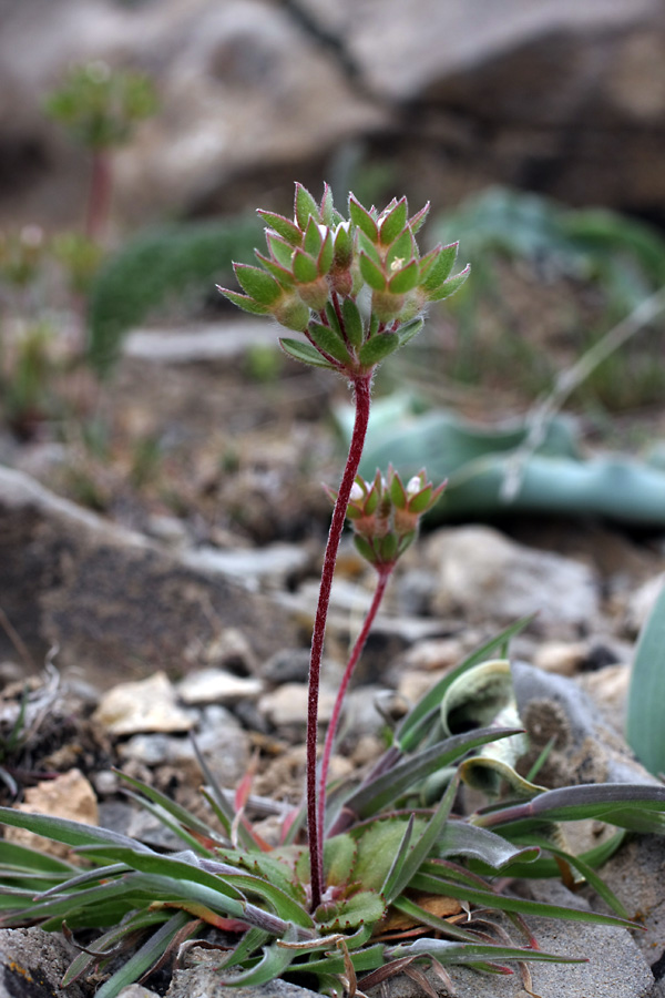 Image of Androsace maxima specimen.