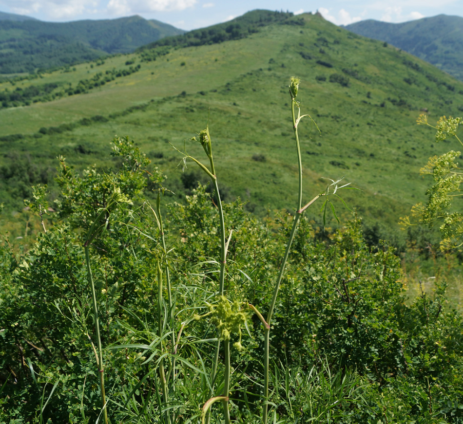 Изображение особи Peucedanum morisonii.