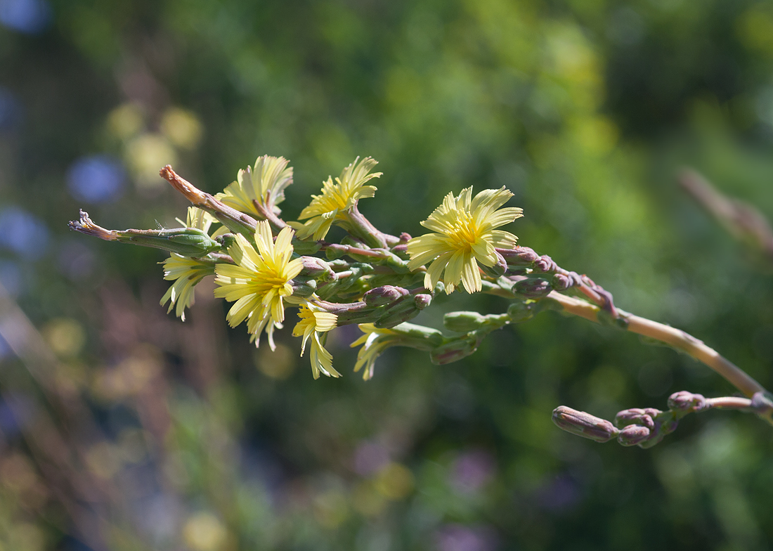 Image of Lactuca serriola specimen.