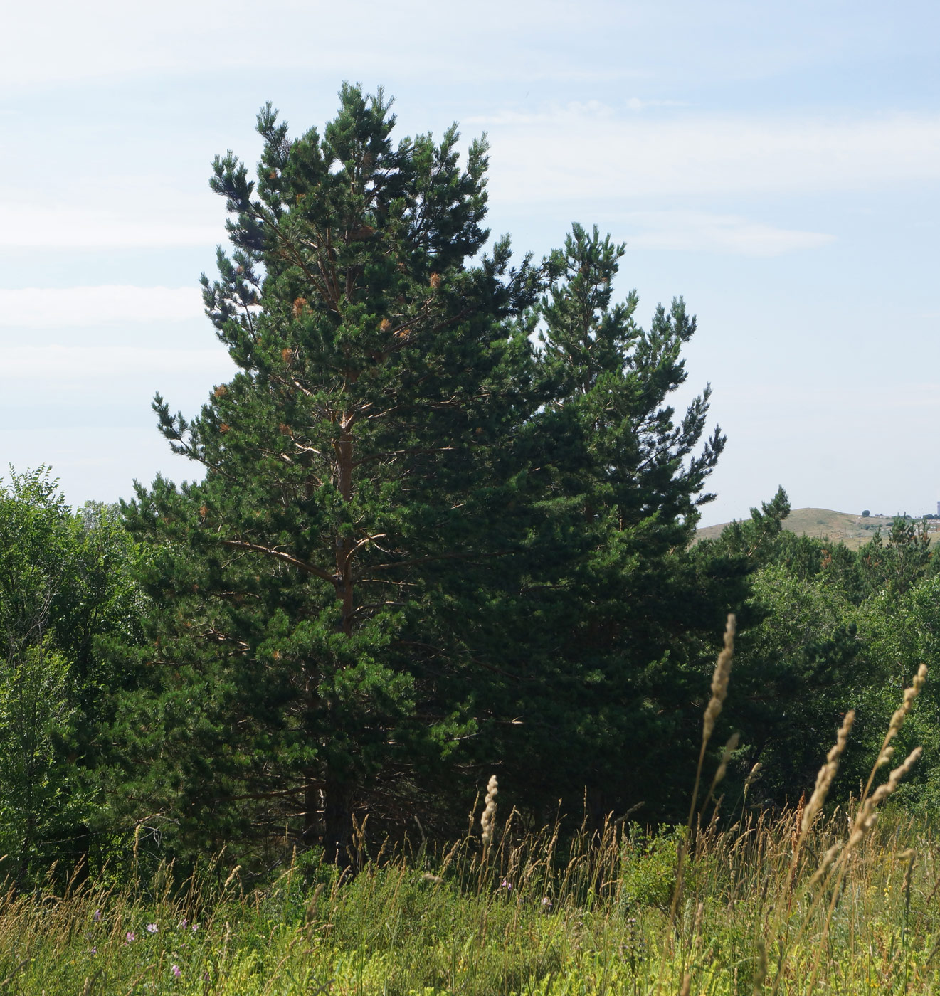 Изображение особи Pinus sylvestris.